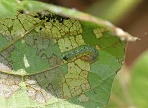 uploads/images/pest/sesame leaf webber.jpg